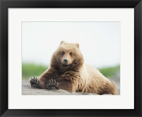 Framed Bear Life VI Print