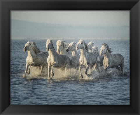 Framed Water Horses VI Print