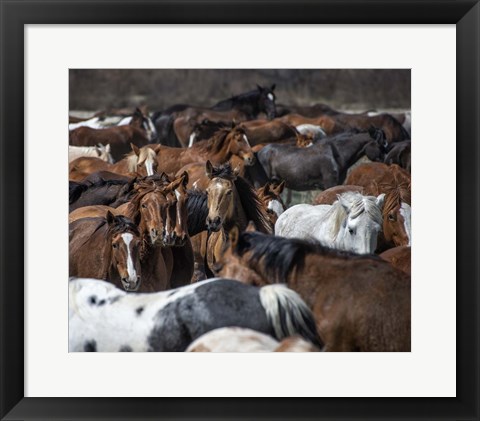 Framed Horse Back Print