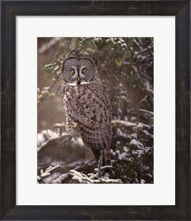 Framed Owl in the Snow I Print