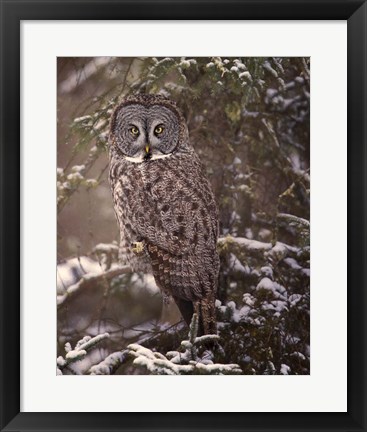 Framed Owl in the Snow I Print