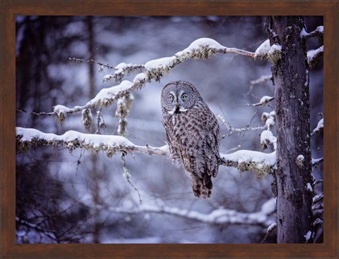 Framed Owl in the Snow II Print