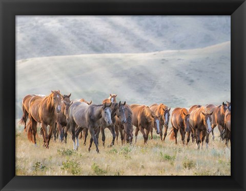 Framed Sunkissed Horses III Print