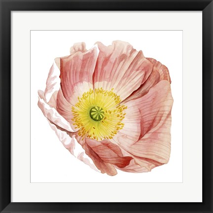 Framed Market Poppy II Print