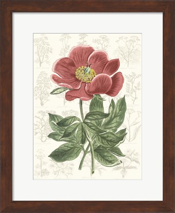 Framed Peony Flower Garden II Print