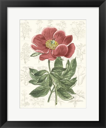 Framed Peony Flower Garden II Print