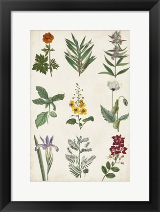 Framed Botanical Chart II Print