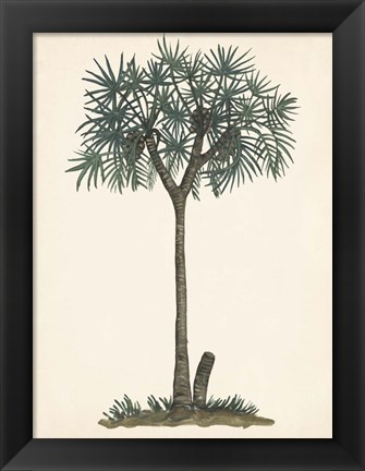 Framed Palm Tree Study III Print