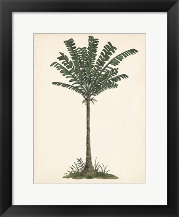 Framed Palm Tree Study IV Print