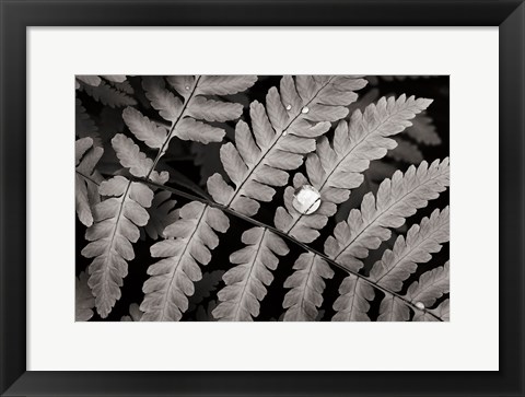 Framed Oak Fern Print