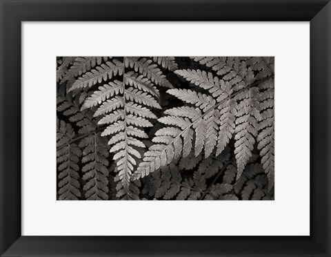 Framed Lady Fern II Print