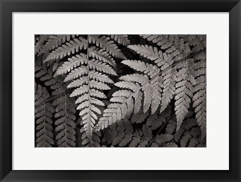 Framed Lady Fern II Print