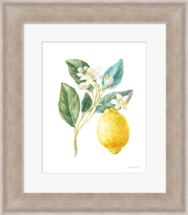 Framed Floursack Lemon I on White Print