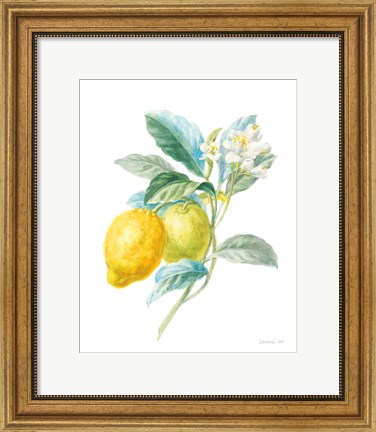 Framed Floursack Lemon II on White Print