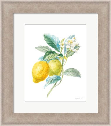 Framed Floursack Lemon II on White Print