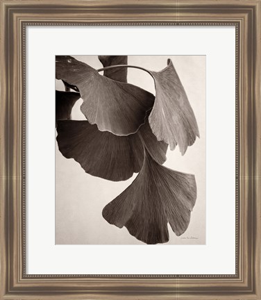 Framed Gingko Sepia Print