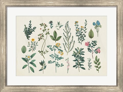 Framed Victorian Garden III Print