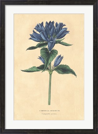 Framed Campanula Vintage Print