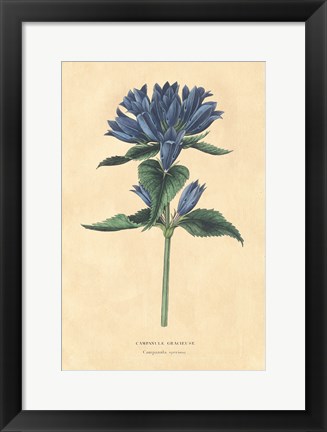 Framed Campanula Vintage Print