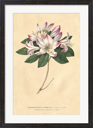 Framed Rhododendron Vintage Print