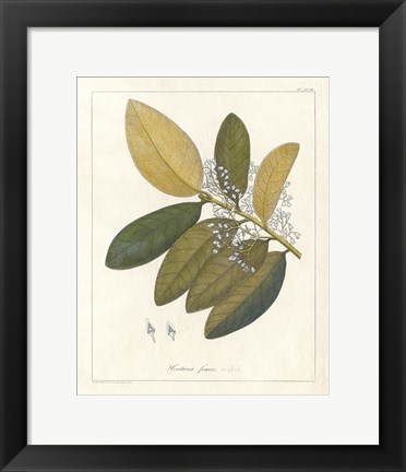 Framed Botanical Heritiera v2 Print