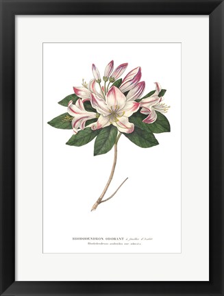 Framed Rhododendron Bright Print