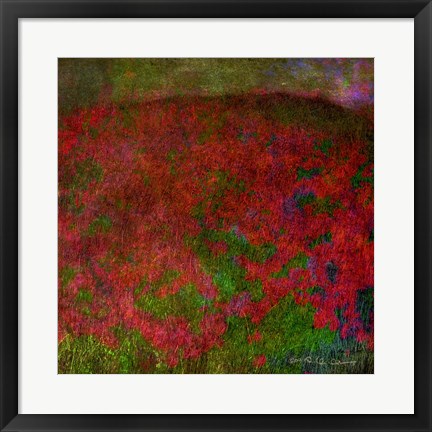 Framed Poppys Print