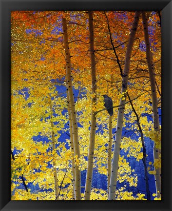 Framed Autumn Aspen Raven Print