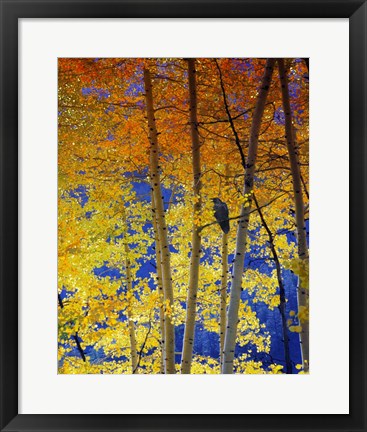 Framed Autumn Aspen Raven Print