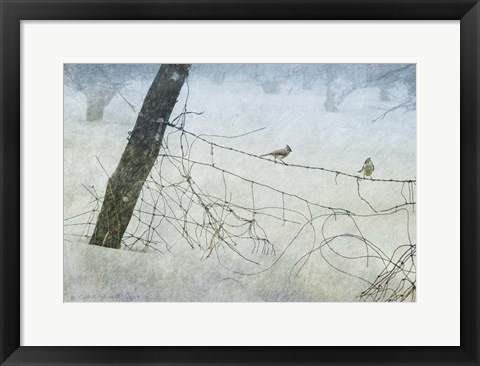 Framed Old Fence Tangle Print