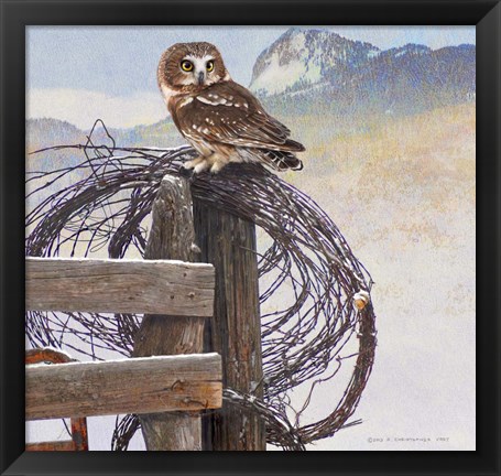 Framed Saw-Whet Owl Rusty Fence Print