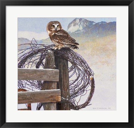 Framed Saw-Whet Owl Rusty Fence Print