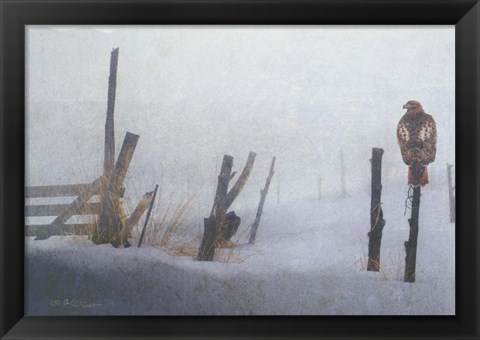 Framed Foggy Fence Redtail Print