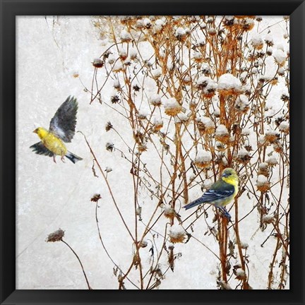 Framed Goldfinch Print