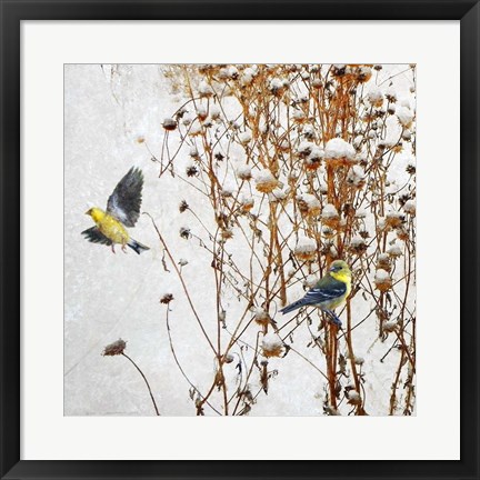 Framed Goldfinch Print