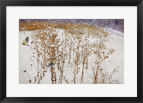 Framed Goldfinches Snow Print