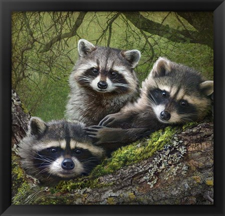 Framed Raccoons As Art Print