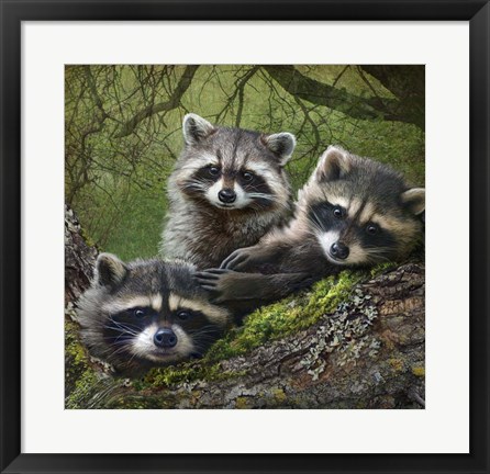 Framed Raccoons As Art Print