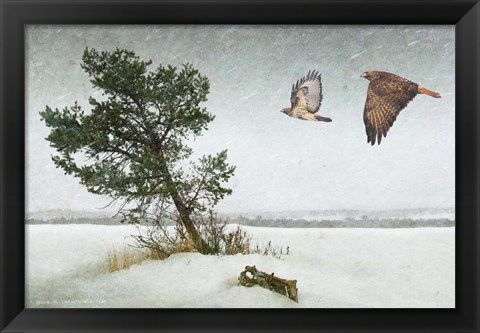 Framed Lone Tree Redtail Hawks Print