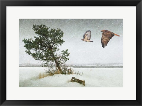 Framed Lone Tree Redtail Hawks Print