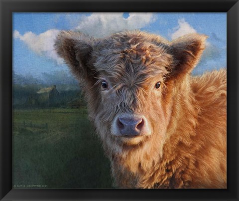 Framed Highland Calf Print