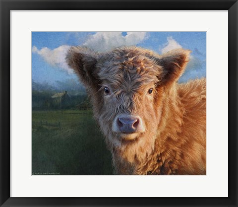 Framed Highland Calf Print