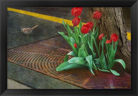 Framed Sparrow,Tulips And Sidewalk Print