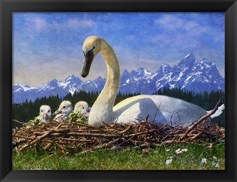 Framed Swan Nest Print