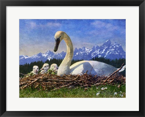 Framed Swan Nest Print