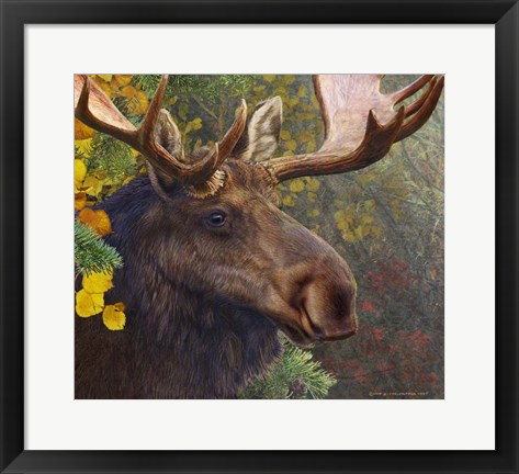 Framed Moose Spruce Print