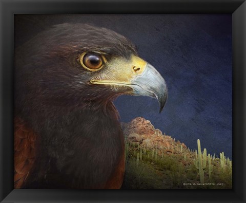 Framed Harris Hawk Study 2 Print