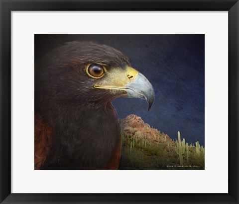 Framed Harris Hawk Study 2 Print