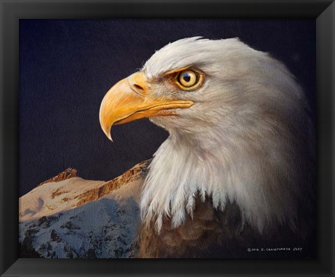 Framed Bald Eagle Study Print