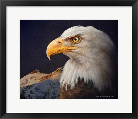 Framed Bald Eagle Study Print